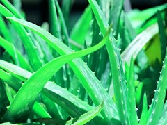 农村英语教学论文_农村英语教学课题研究