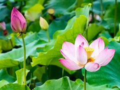 托班期末安全总结