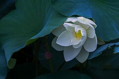 周有光文言文作品