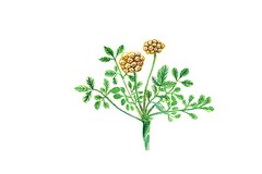 幼儿园师德师风自查自纠表
